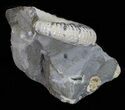 Hoploscaphites Ammonite - South Dakota #60229-1